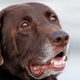Illustration for article titled Dogs Detect Seizures by Smelling Them, New Evidence Suggestsem/em